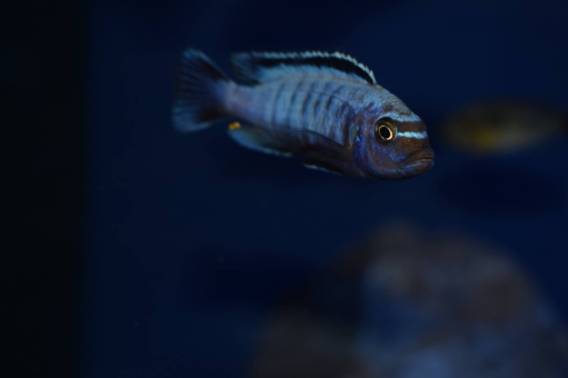 Maylandia sp. 'msobo heteropictus' Thumbi Point